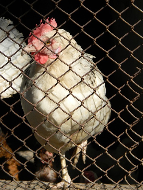 库里的目标 库里的目标